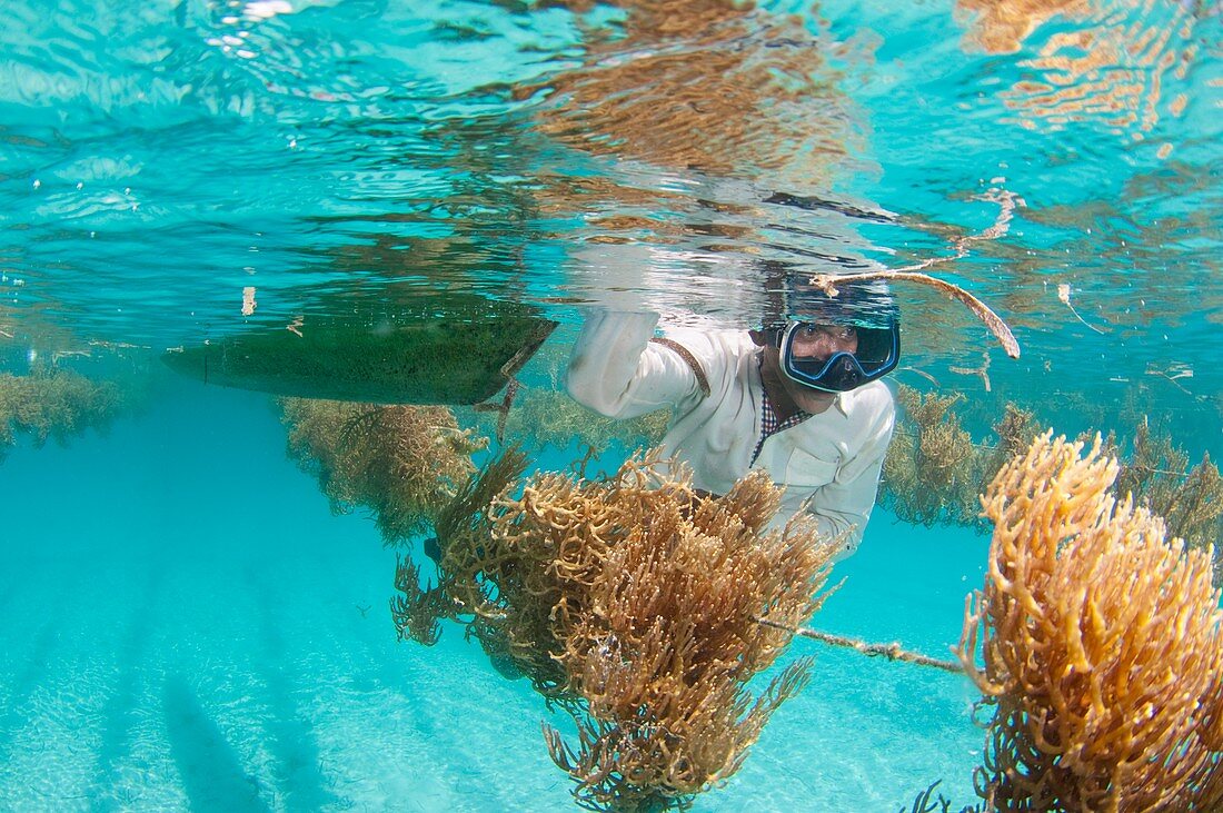 Seaweed farming in Indonesia