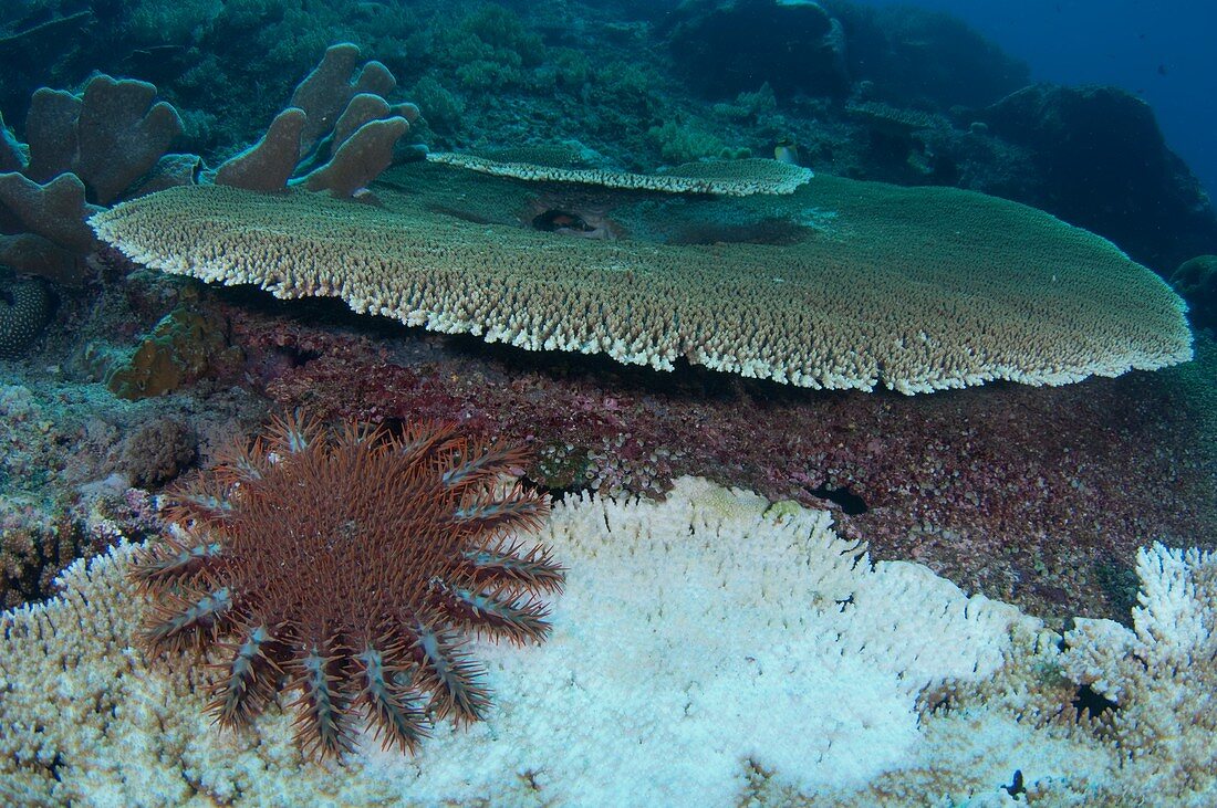 Starfish destroying the reef as it feeds