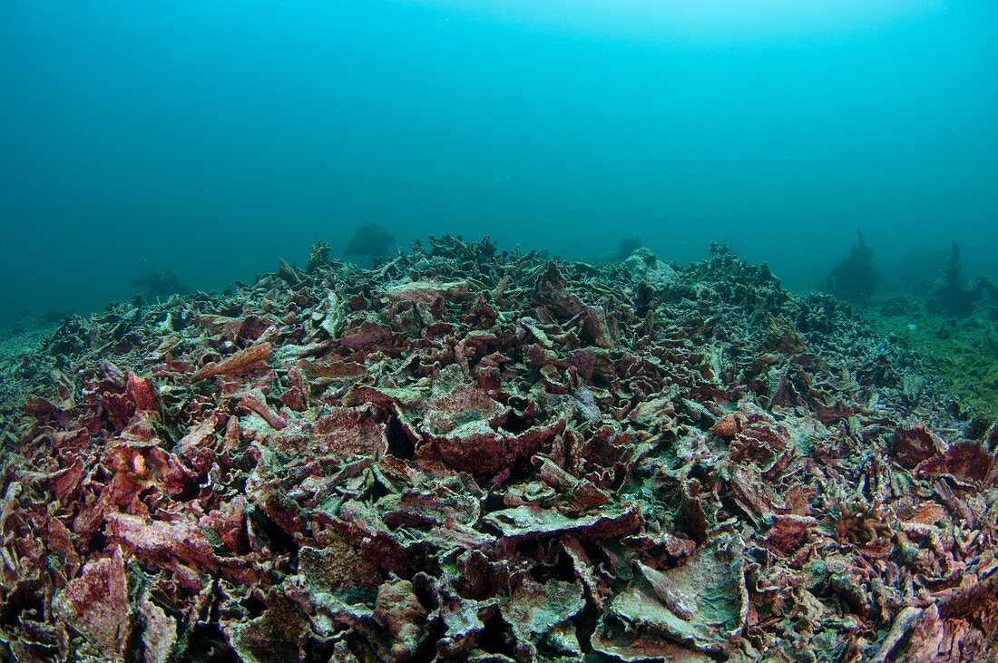 Destroyed reef from fishbombing