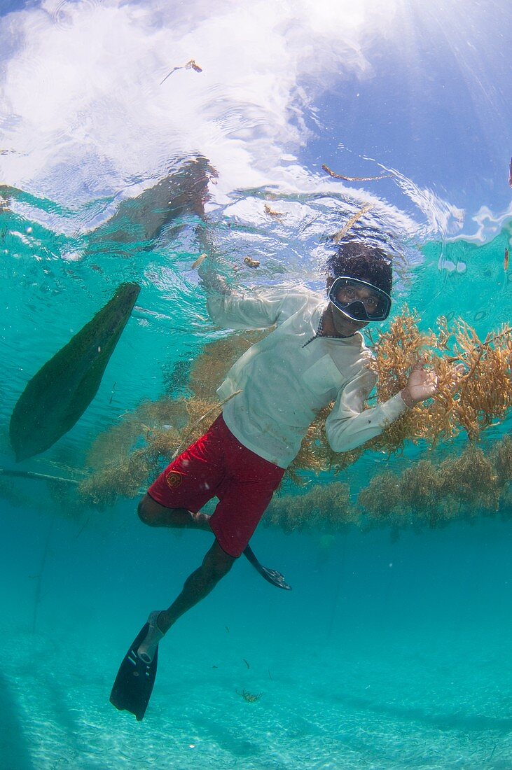 Seaweed farming in Indonesia