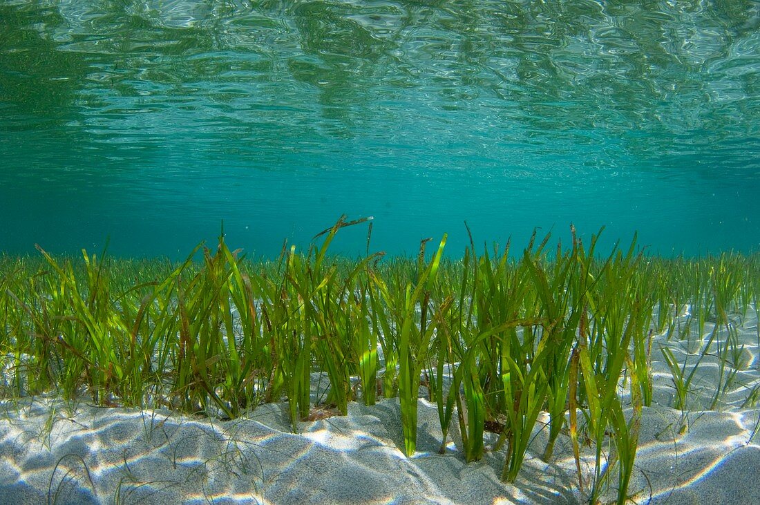 Shallow seagrass bed in Indonesia