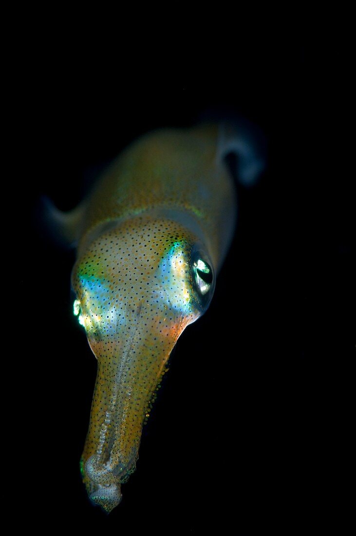 Young bigfin reef squid at night