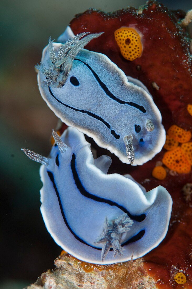 Pair of courting nudibranchs