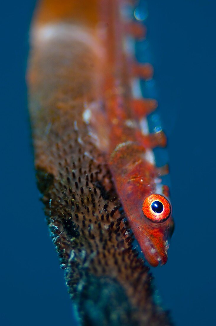 Portrait of goby on sea whip