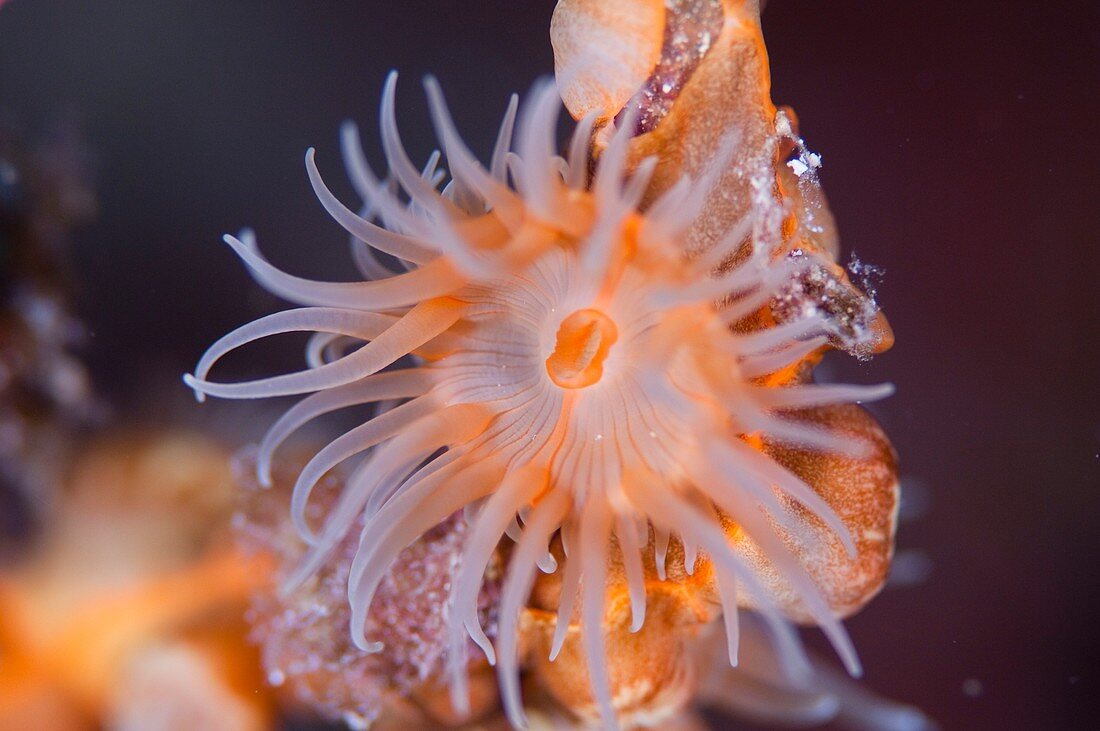 Close up of an anemone