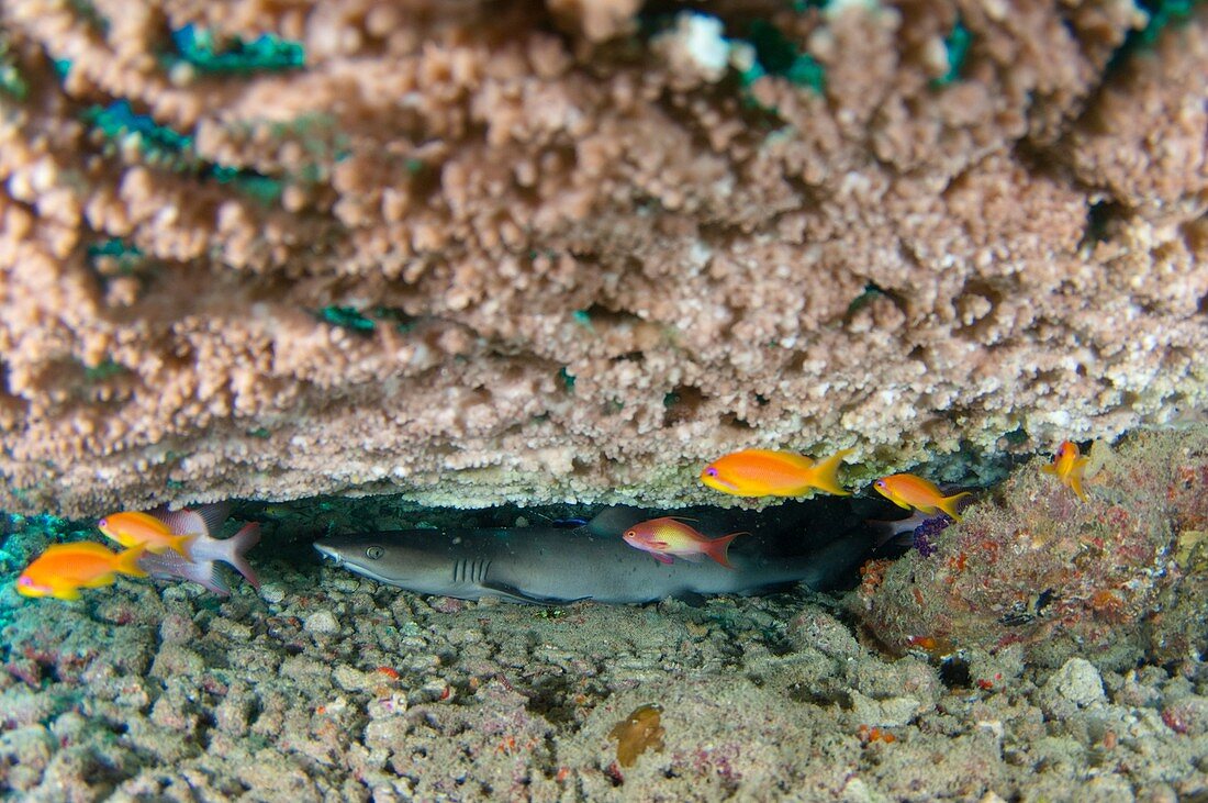 Whitetip reef shark under table coral