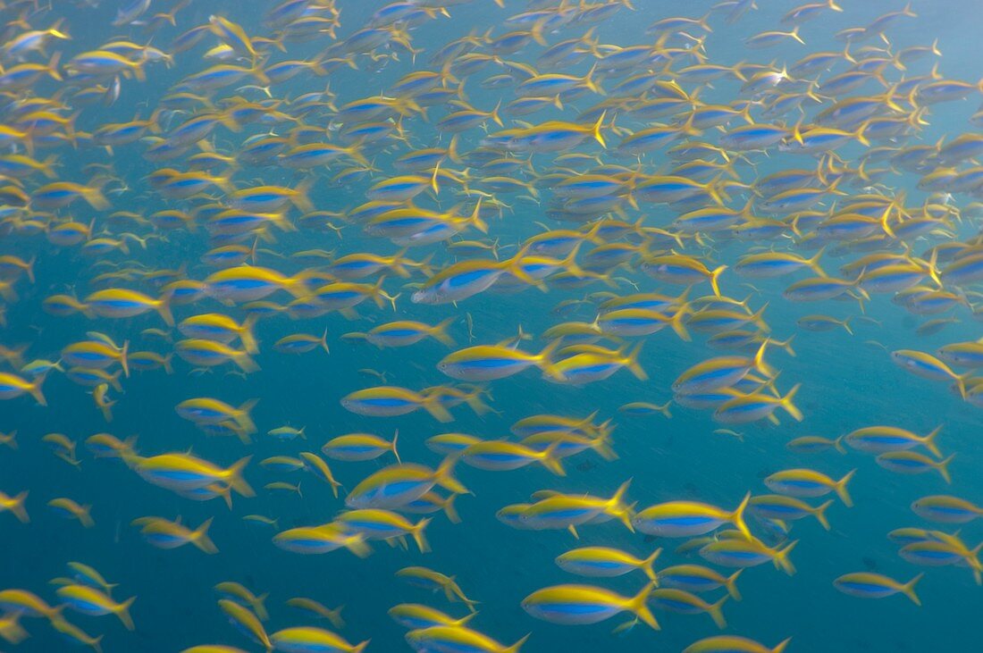 School of fusilier in the Maldives