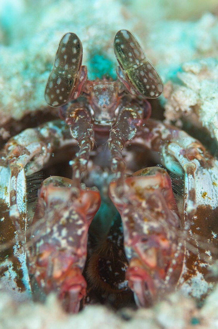 Portrait of mantis shrimp