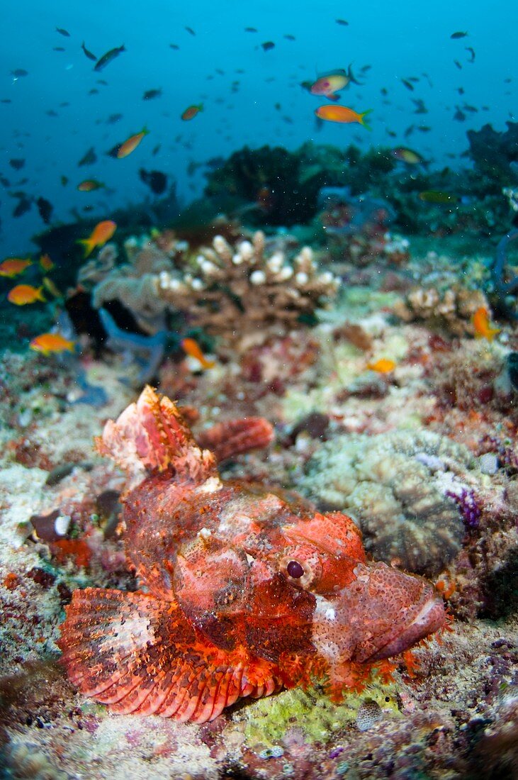 Scorpionfish on coral reef