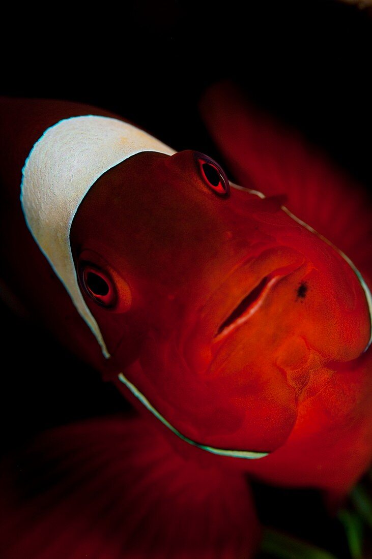 Portrait of an anemonefish in Indonesia