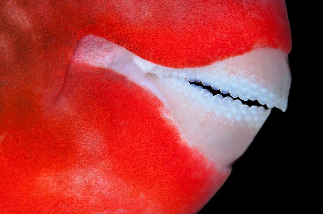 Mouth of parrotfish