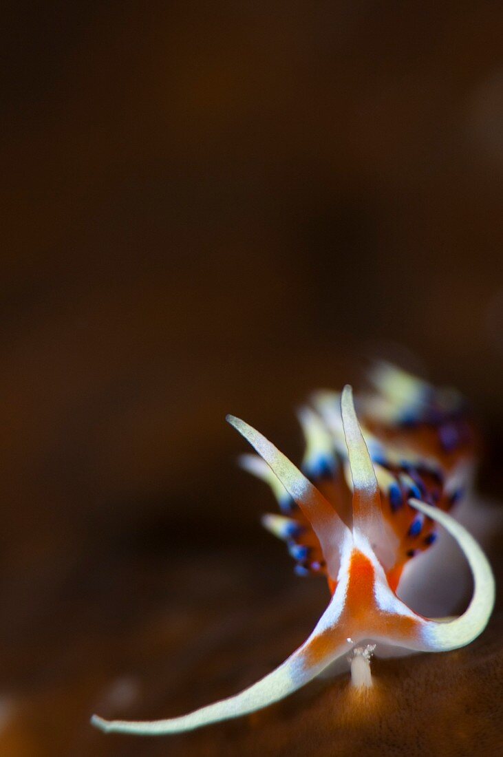 Portrait of a nudibranch in Indonesia