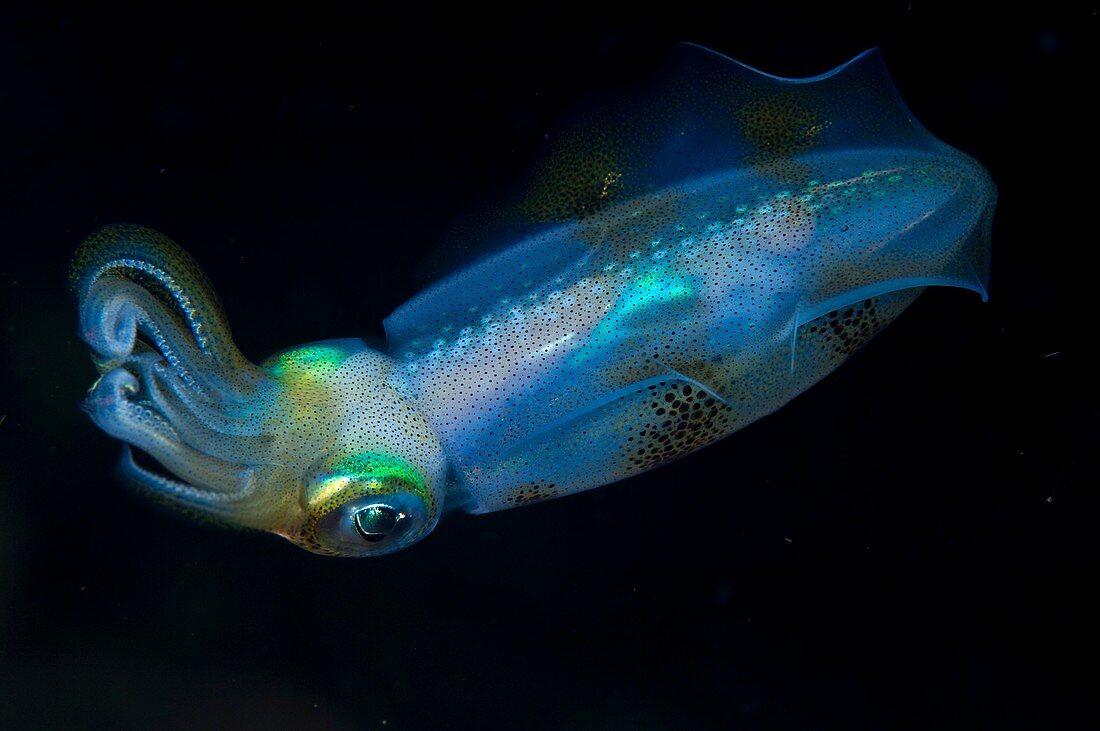 Juvenile bigfin reef squid