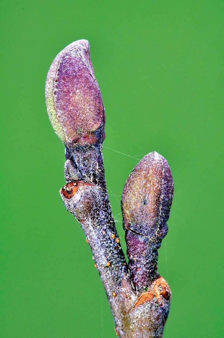 Common alder (Alnus glutinosa) buds