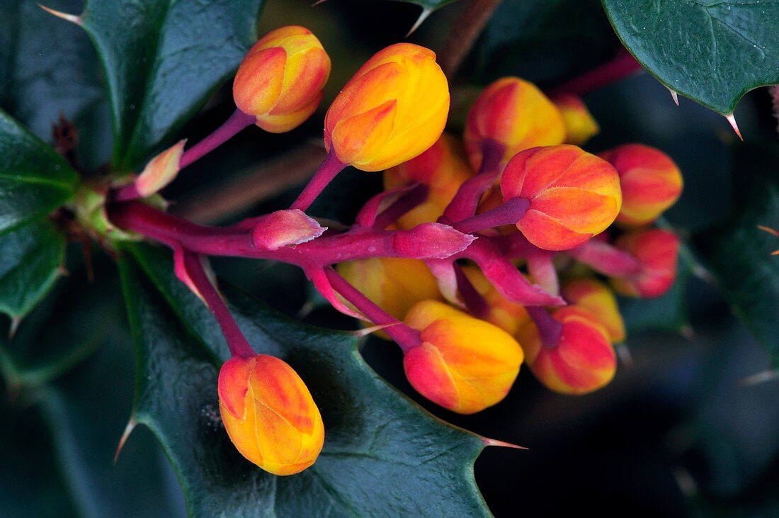 Barberry (Berberis darwinii) flower buds