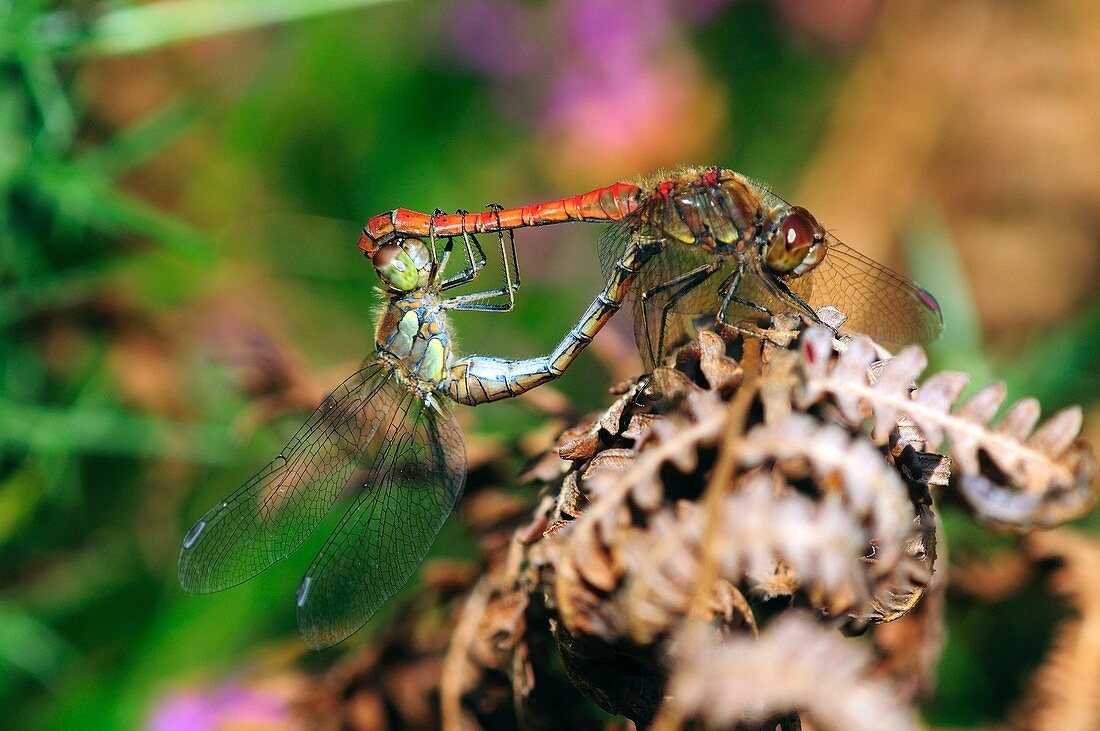 Common darter dragonflies mating