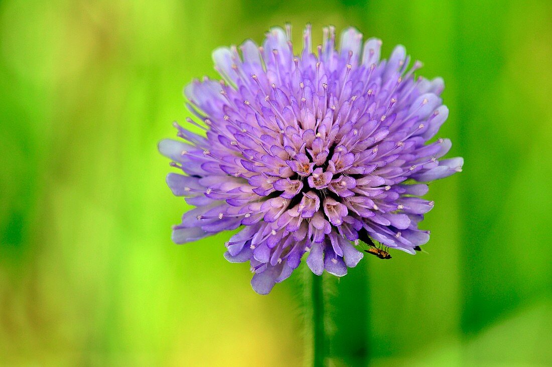 Field Scabious (Knautia arvensis)