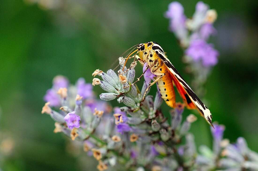 Jersey tiger moth on lavender flowers
