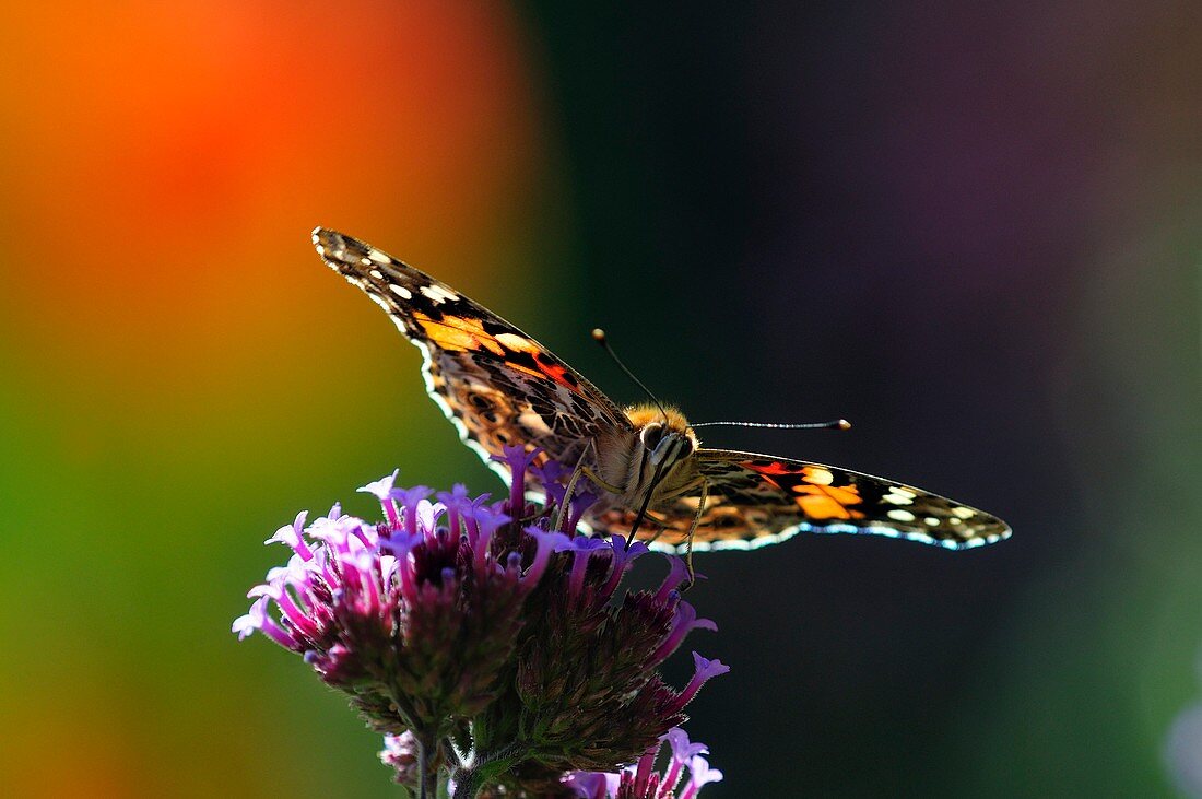 Painted lady butterfly on verbena flowers