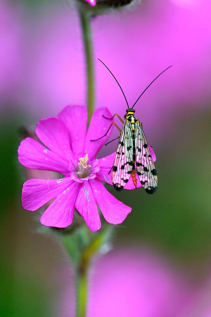 Scorpionfly on a red campion flower