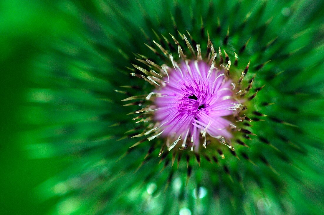 Thistle (Cirsium vulgare) flower opening