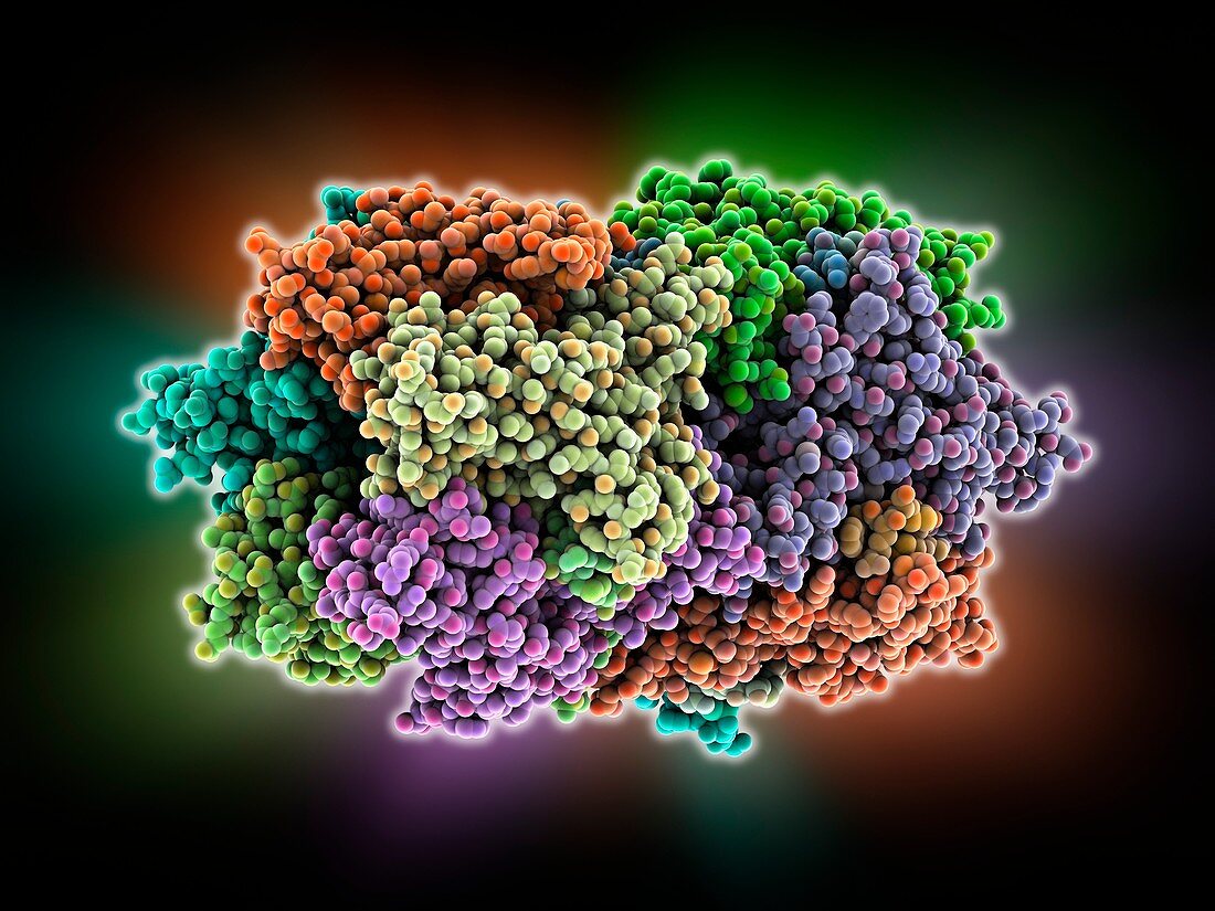 Acetylcholine receptor-conotoxin complex