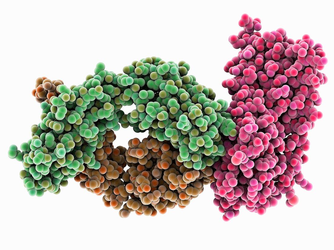 HIV antibody-glycoprotein complex