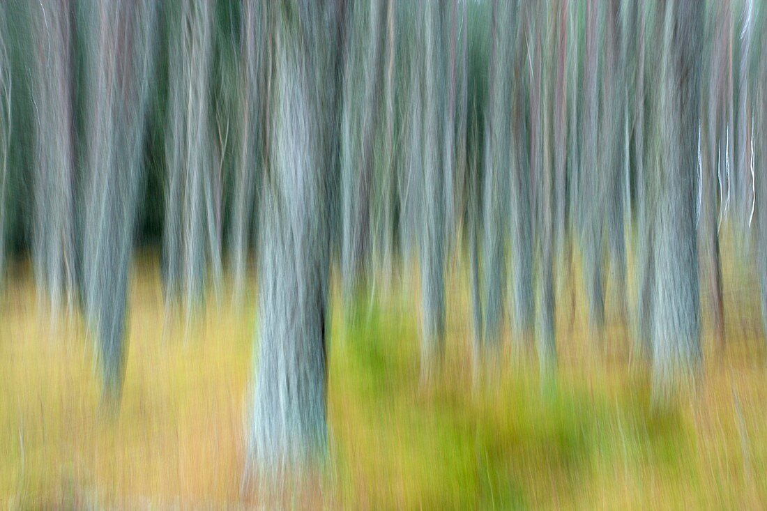 Pine forest,abstract image