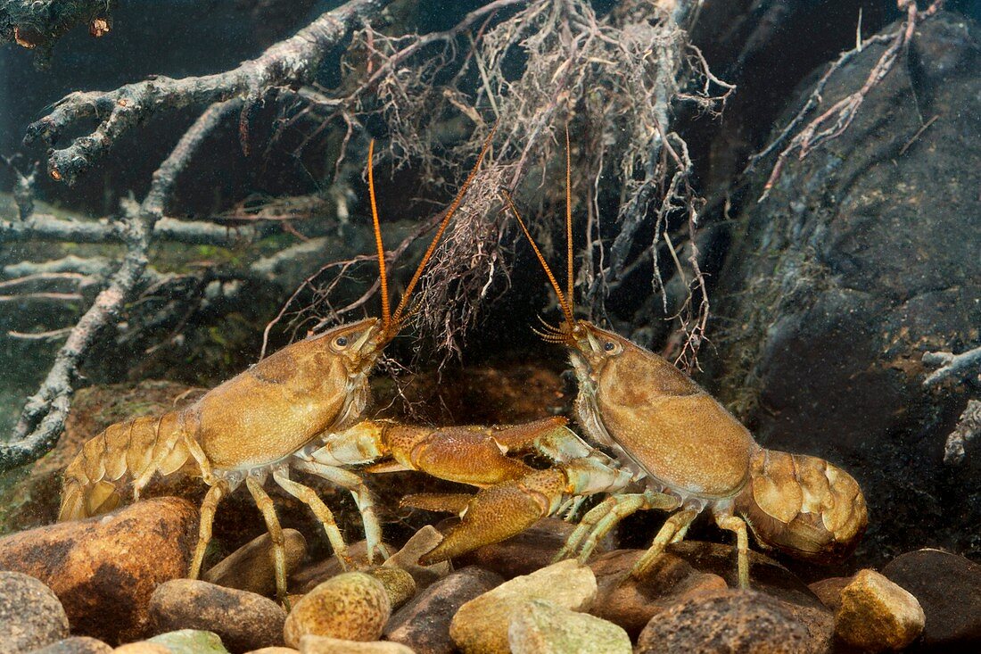 White-clawed crayfish sparring