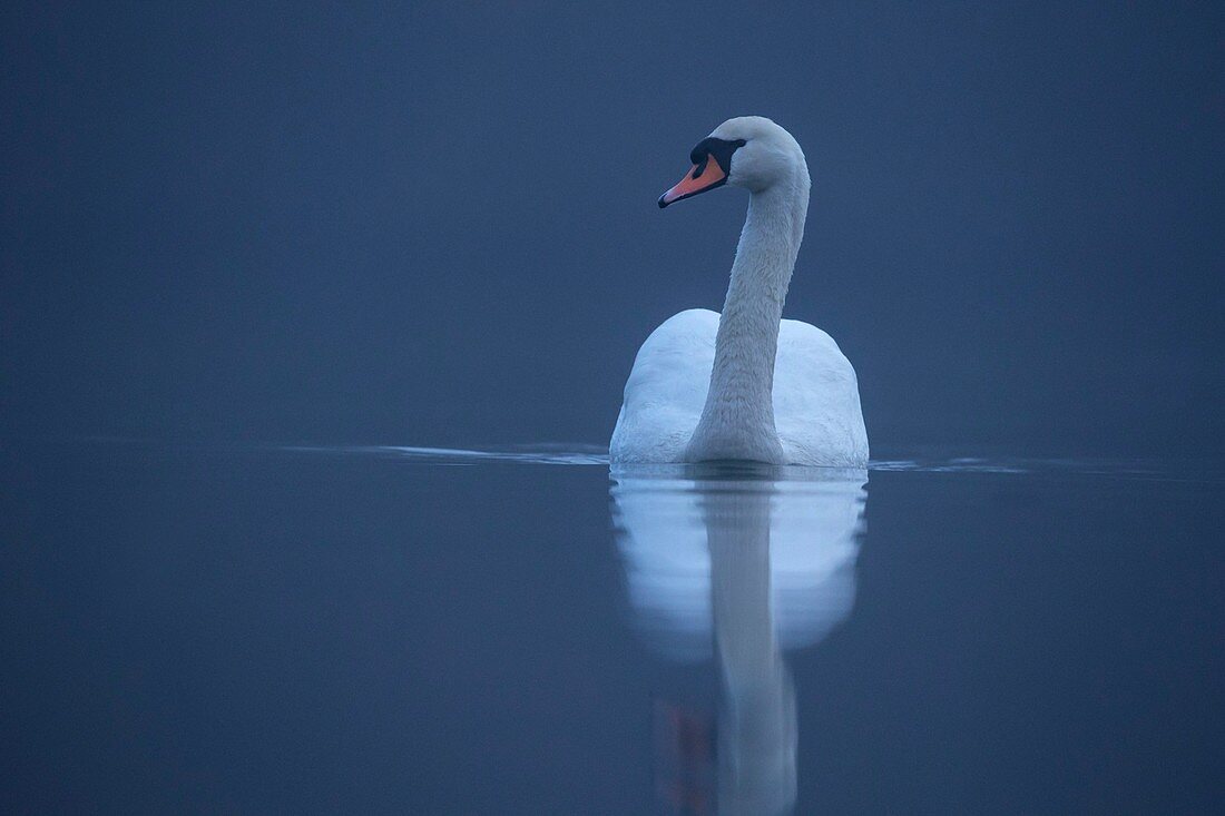 Mute swan on a misty lake