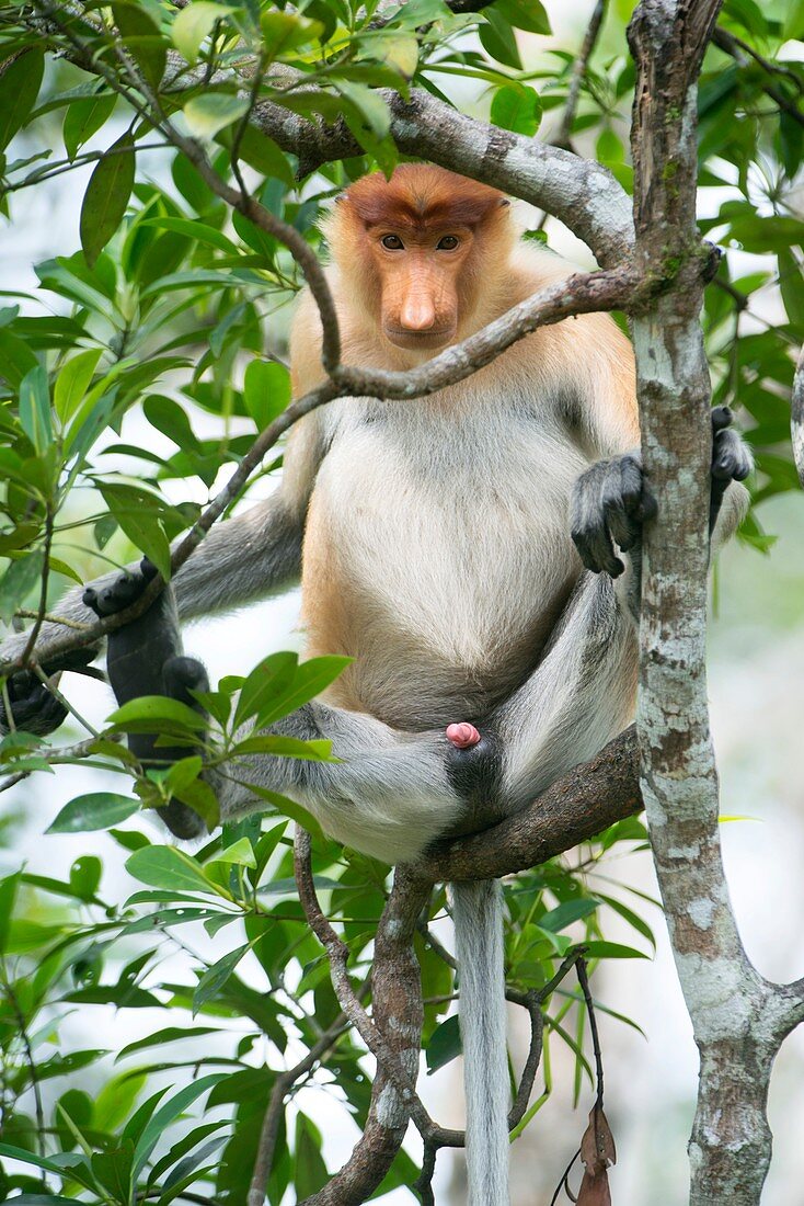 Juvenile male proboscis monkey