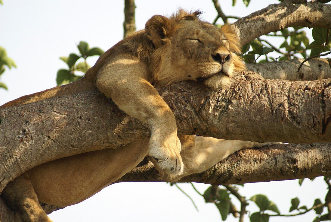 Lion sleeps on a tree