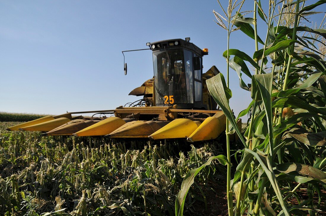 Corn picker in a field