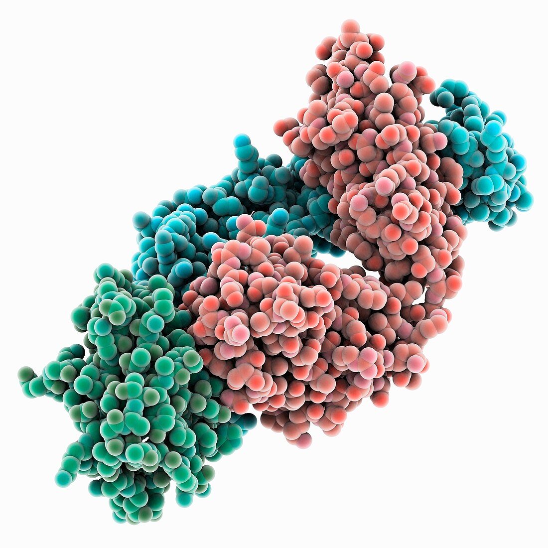 Grass pollen allergen molecule