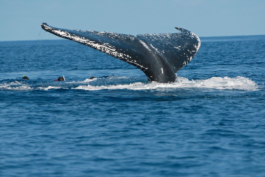 Swimming with whales,Reunion Island