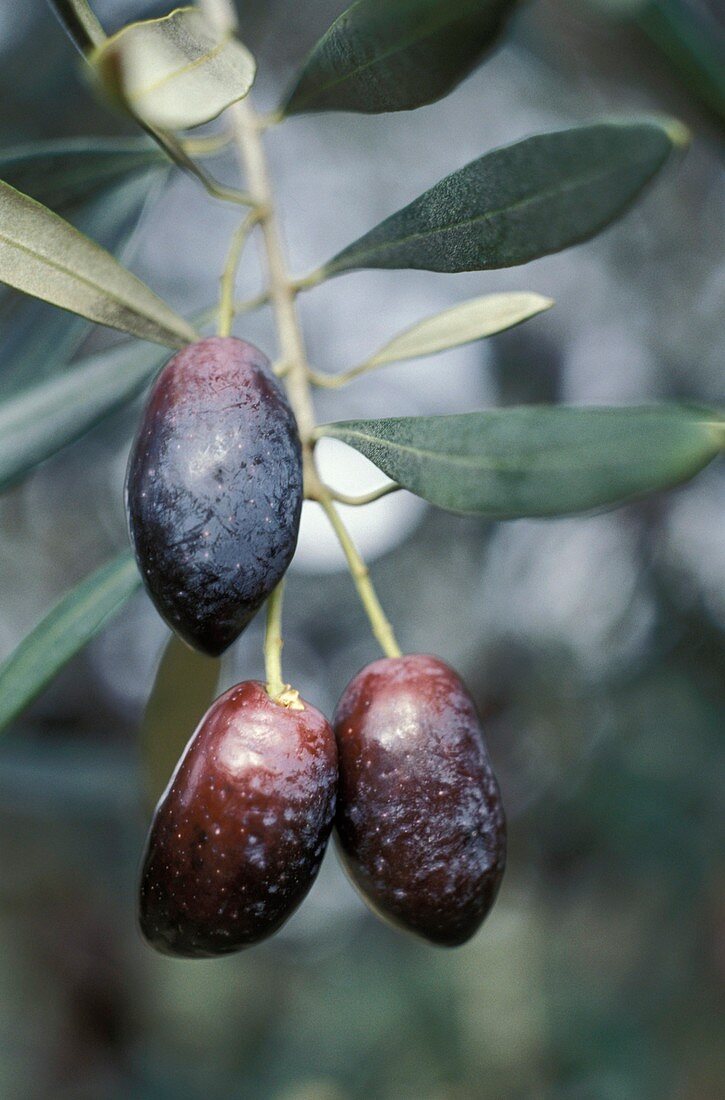 Black olives (Olea europaea) on a tree