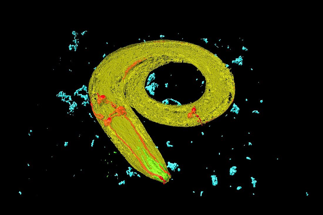 C. elegans worm,light micrograph
