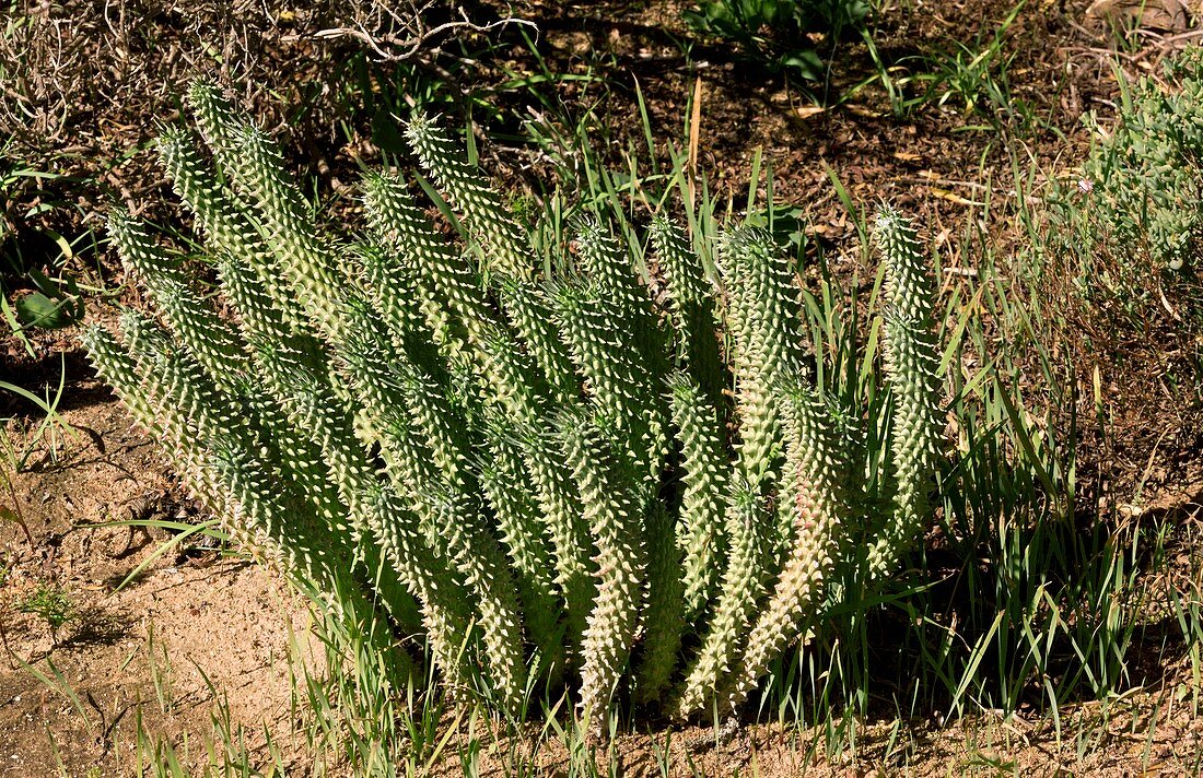 Spurge (Euphorbia tuberculata)
