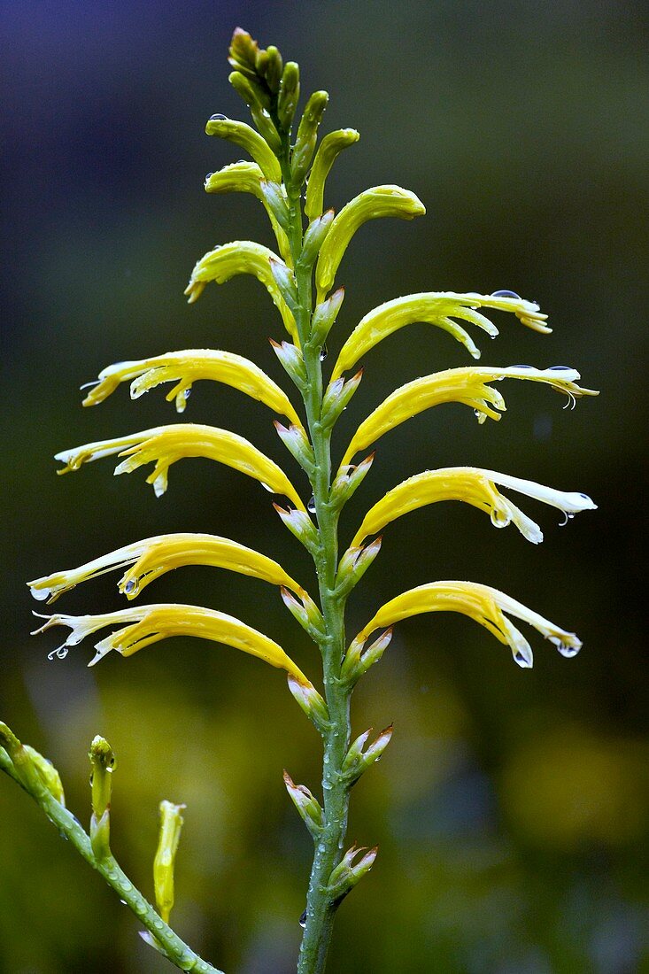 Cobra Lily (Chasmanthe floribunda)