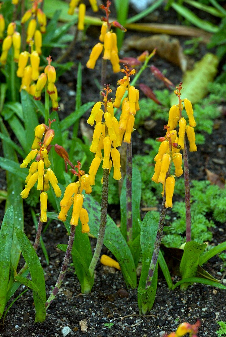 Cape Cowslip (Lachenalia aloides)