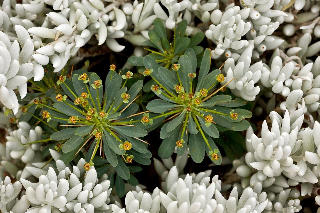 Spurge (Euphorbia multifolia)