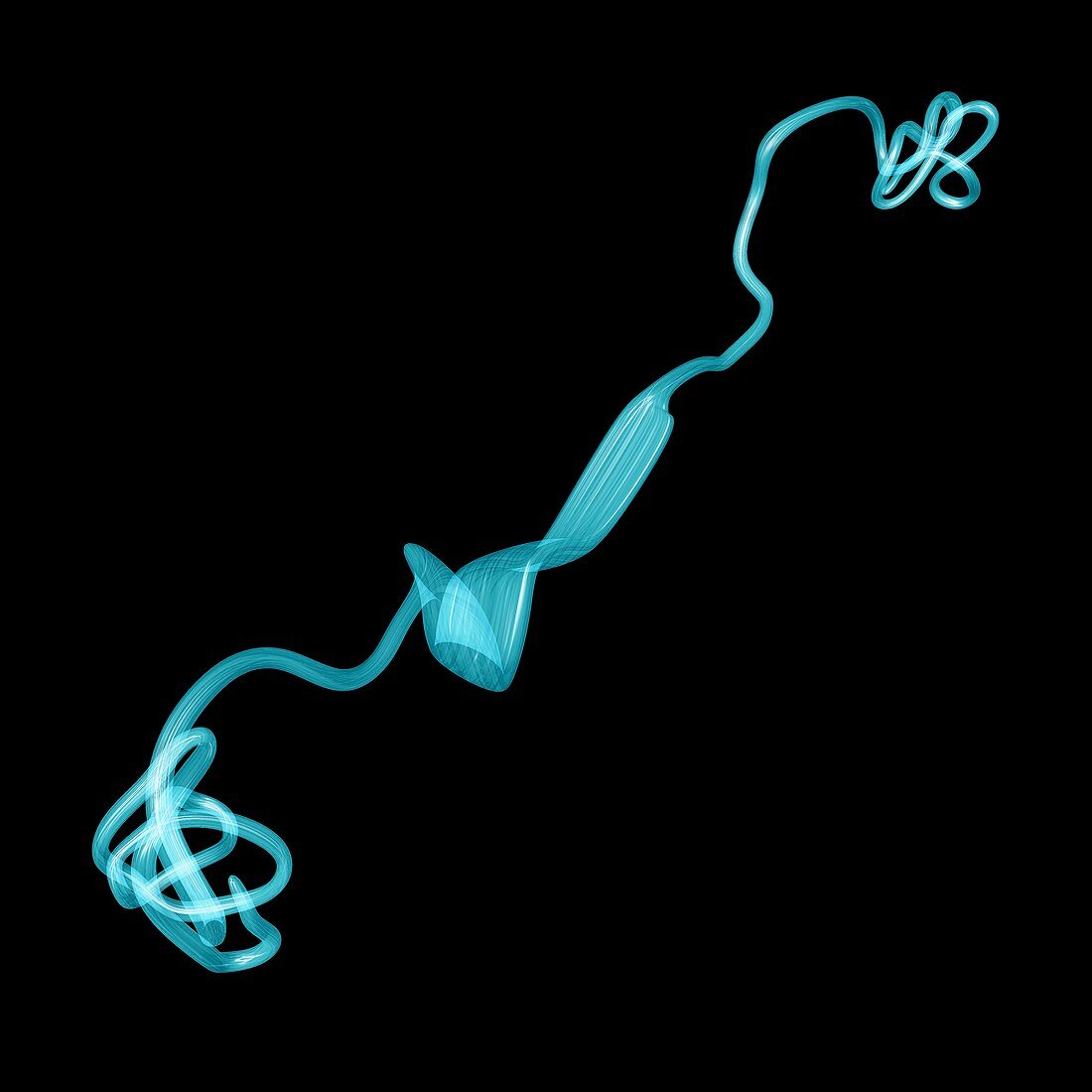 MUC7 molecule