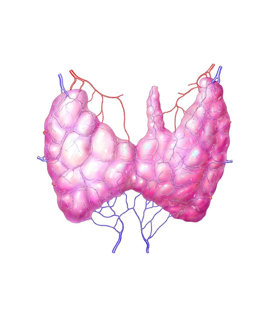 Thyroid gland,artwork