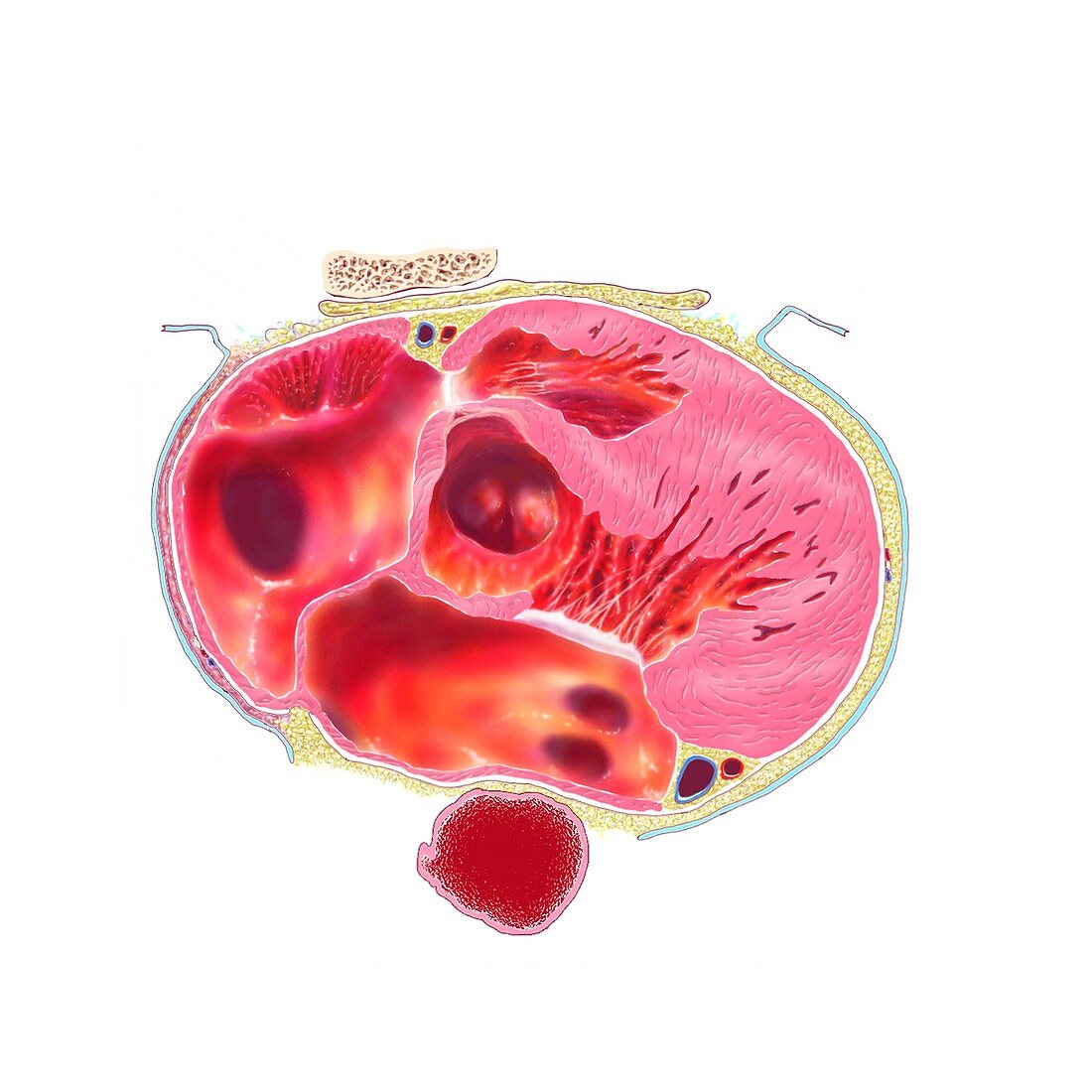 Ventricular systole,anatomical artwork