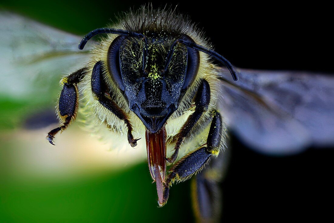 Honeybee head