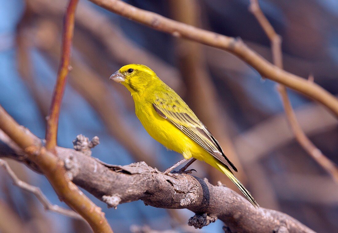 Yellow canary in a tree