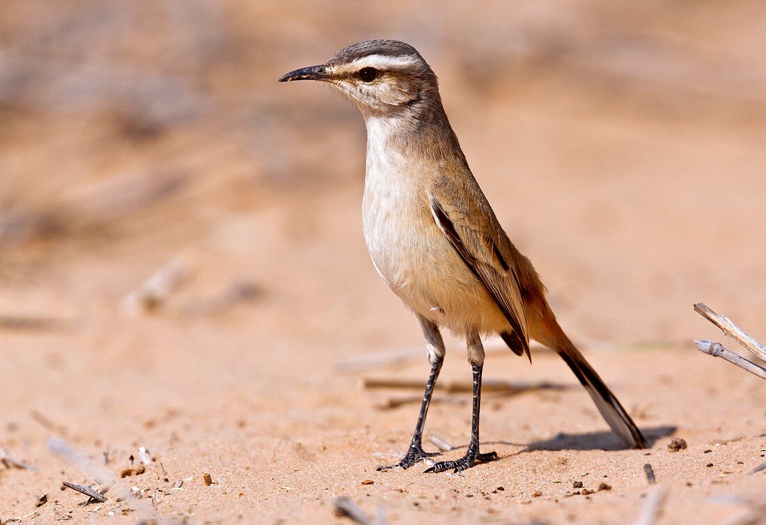 Kalahari scrub robin