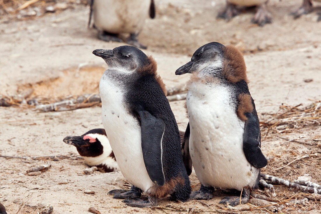 African penguins