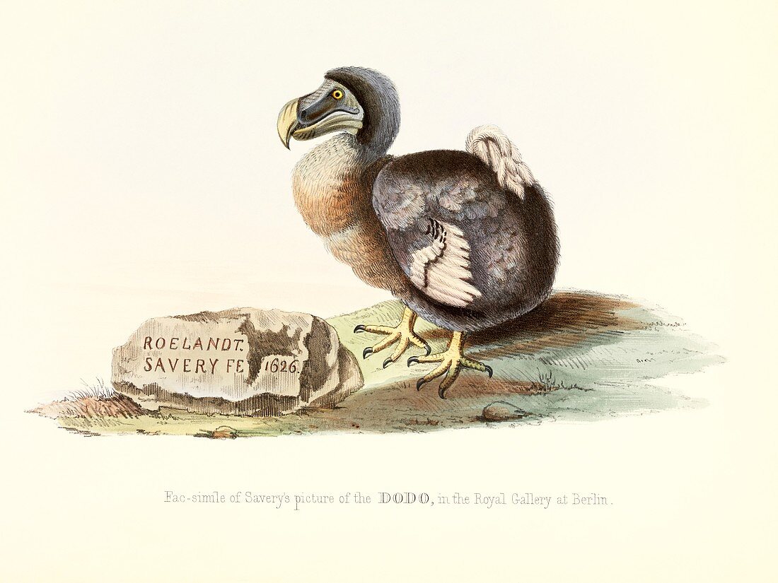 Dodo,1848 artwork