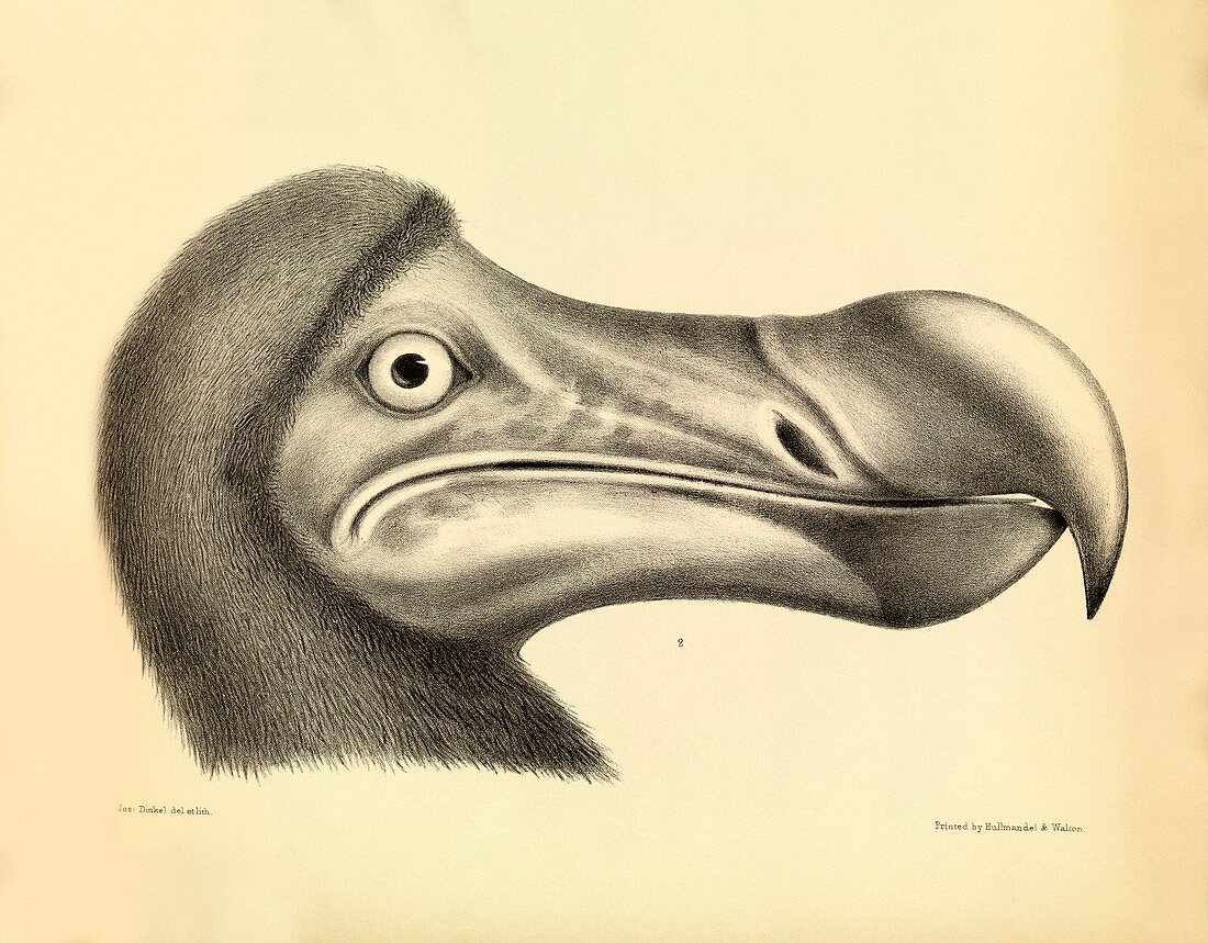 Head of a dodo,1848 artwork